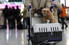 Đi máy bay có được mang theo chó không?