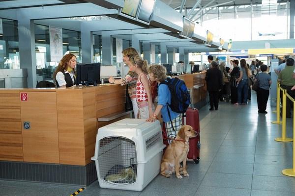 đi máy bay có được mang theo chó