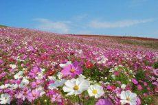 Ghé thăm thiên đường hoa công viên Hitachi Seaside ở Nhật Bản