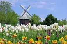 Cánh đồng hoa Tulip Hà Lan